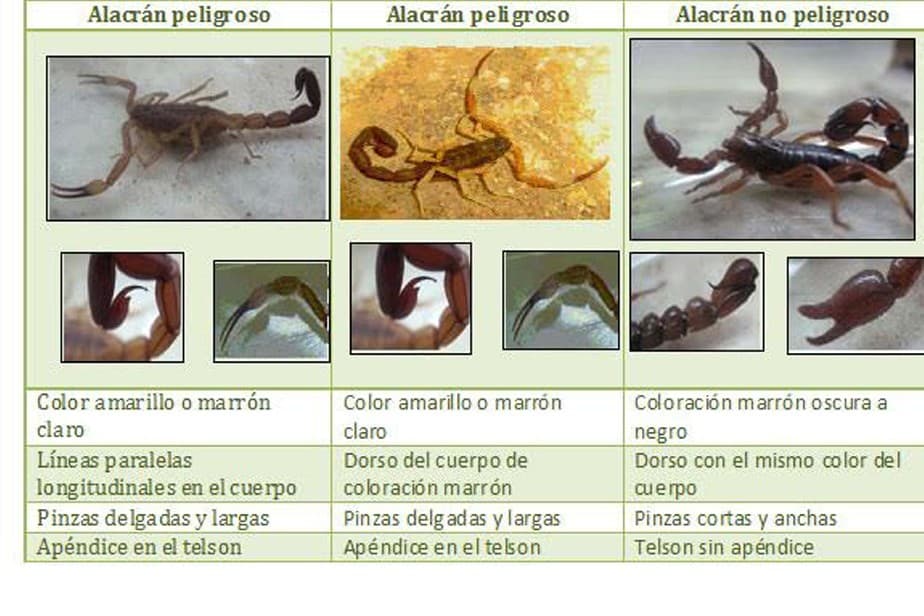 «No se encuentran en Río Negro especies de alacranes cuyo veneno pueda ser mortal»