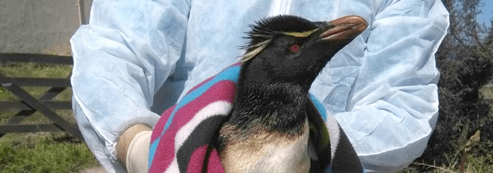 Un pingüino empetrolado fue rescatado por el Área de Fauna de la Secretaría de Ambiente