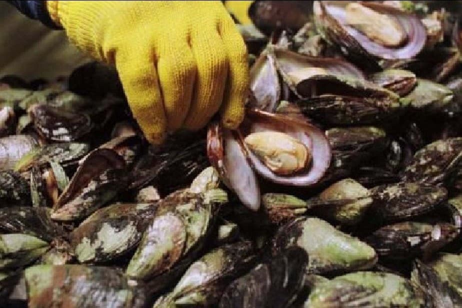 Trabajan en el consumo, extracción y utilización de productos de mar de Rio Negro