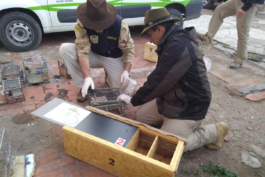 En un procedimiento se rescataron aves silvestres que se encontraban en cautiverio