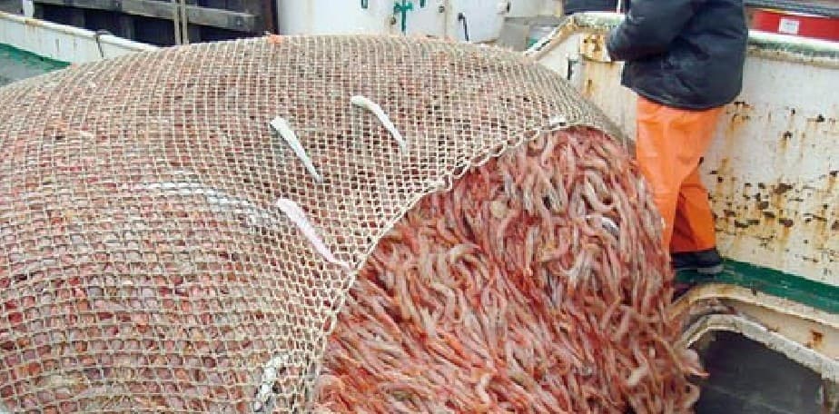 Se capturaron más de 12.500 toneladas de pescado en 2018 en Rio Negro y sigue la tendencia creciente