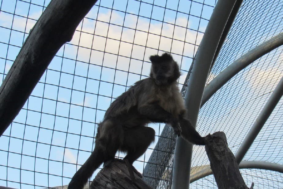 Tuvo en su casa un mono 21 años y ahora lo entregó a la Dirección de Fauna Silvestre