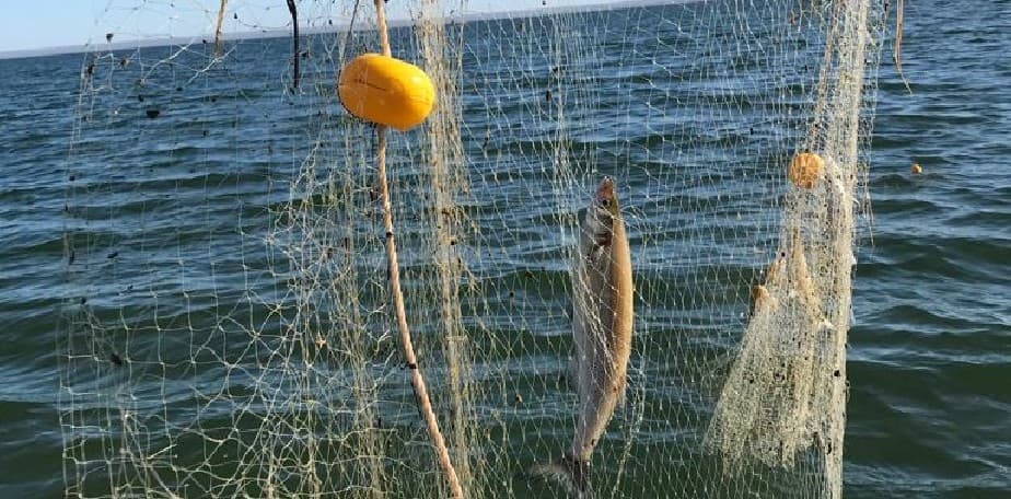 Muestreo permitirá conocer las poblaciones de peces del Río Negro