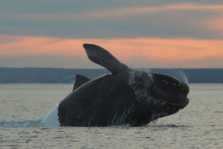 Se vieron más ballenas en los últimos años en el golfo San Matías