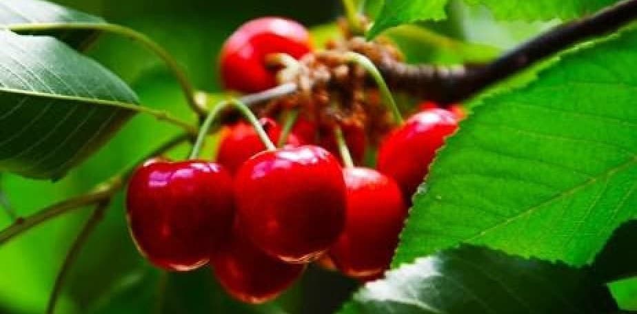 Del 20 al 22 de diciembre se realizará la Fiesta Provincial de la Cereza en Chimpay