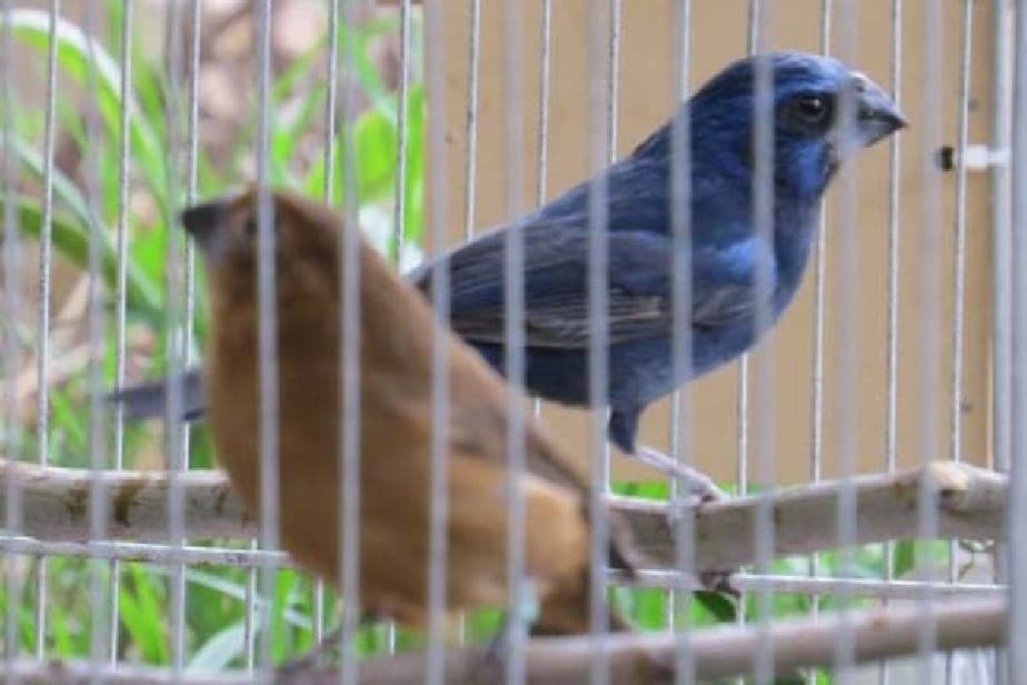 Brindan recomendaciones para prevenir la psitacosis, transmitida por las aves