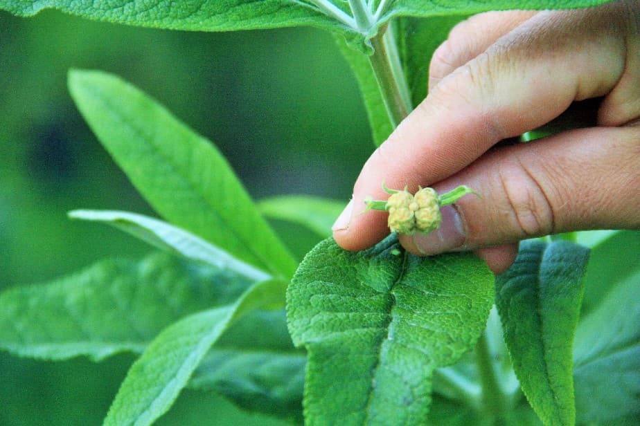 Buscan disminuir el consumo de gaseosas y sal con el uso de plantas aromáticas