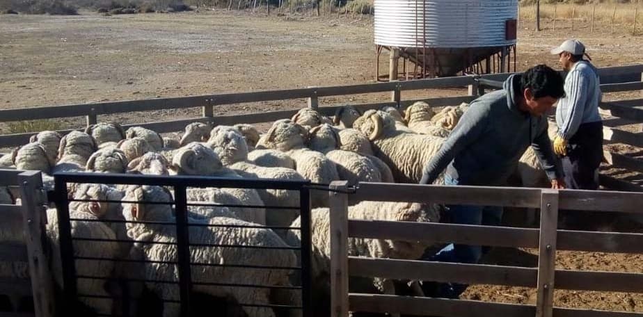 Más de 5 dólares se pagó en promedio la lana de Rio Negro