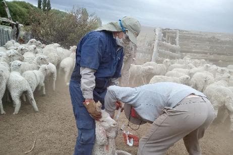 Se realizó el operativo de vacunación contra Hidatidosis en parajes provinciales