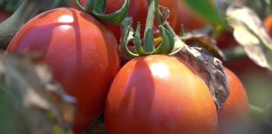 Está abierta la línea de financiamiento «Programa de Financiamiento a Pequeños Agricultores»