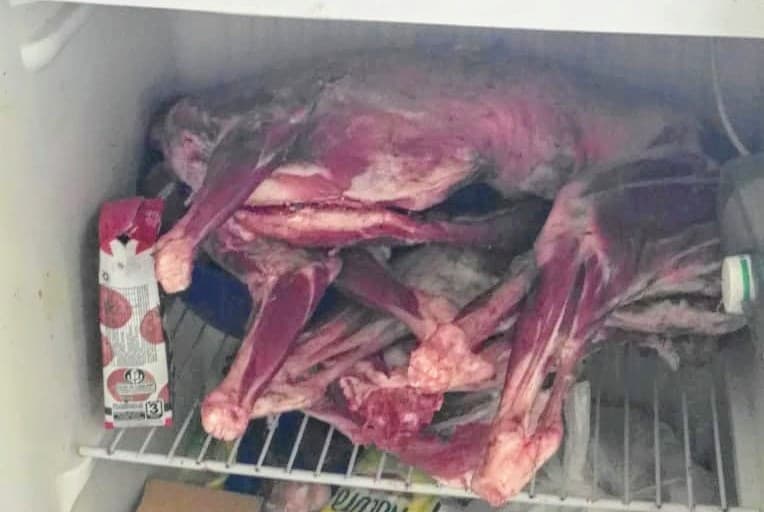 Mataron 19 corderos en un campo, la policía recuperó uno y medio y no hay detenidos