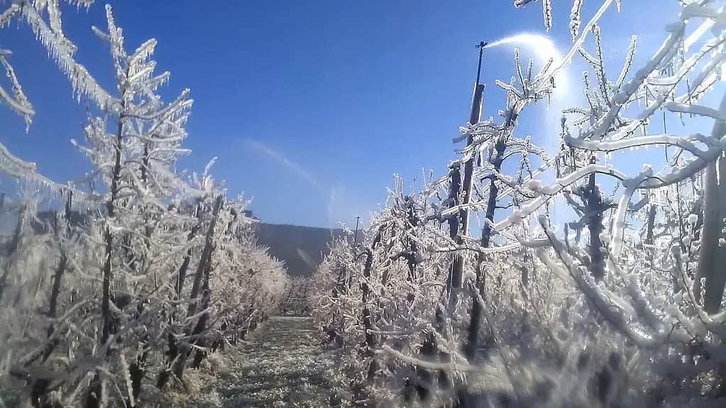 La Gobernadora confirmó que se declarará la emergencia por heladas