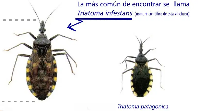 En este periodo del año se produce una mayor cantidad de picadura de vinchuca y se recuerda medidas para la prevención del Chagas