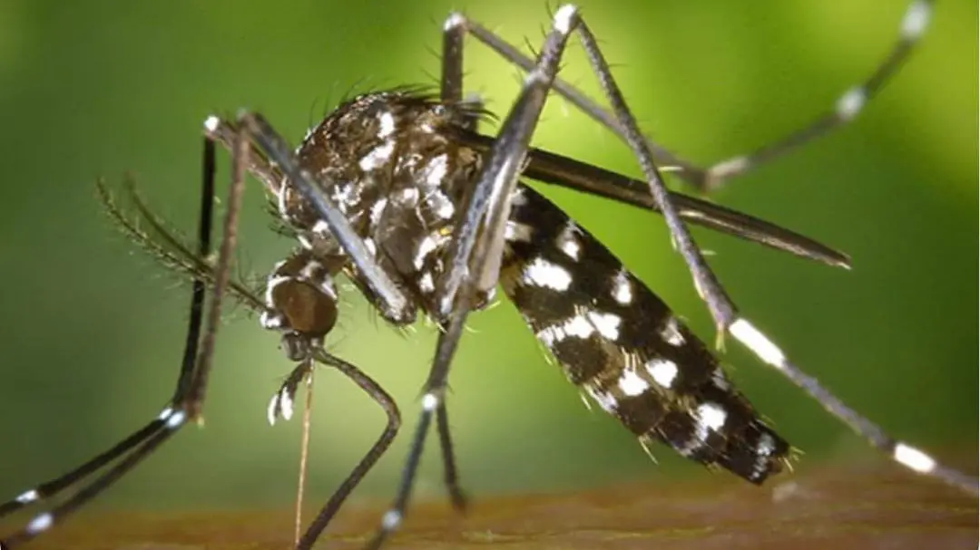 Por los casos de dengue salud refuerza medidas de prevención y control del mosquito vector