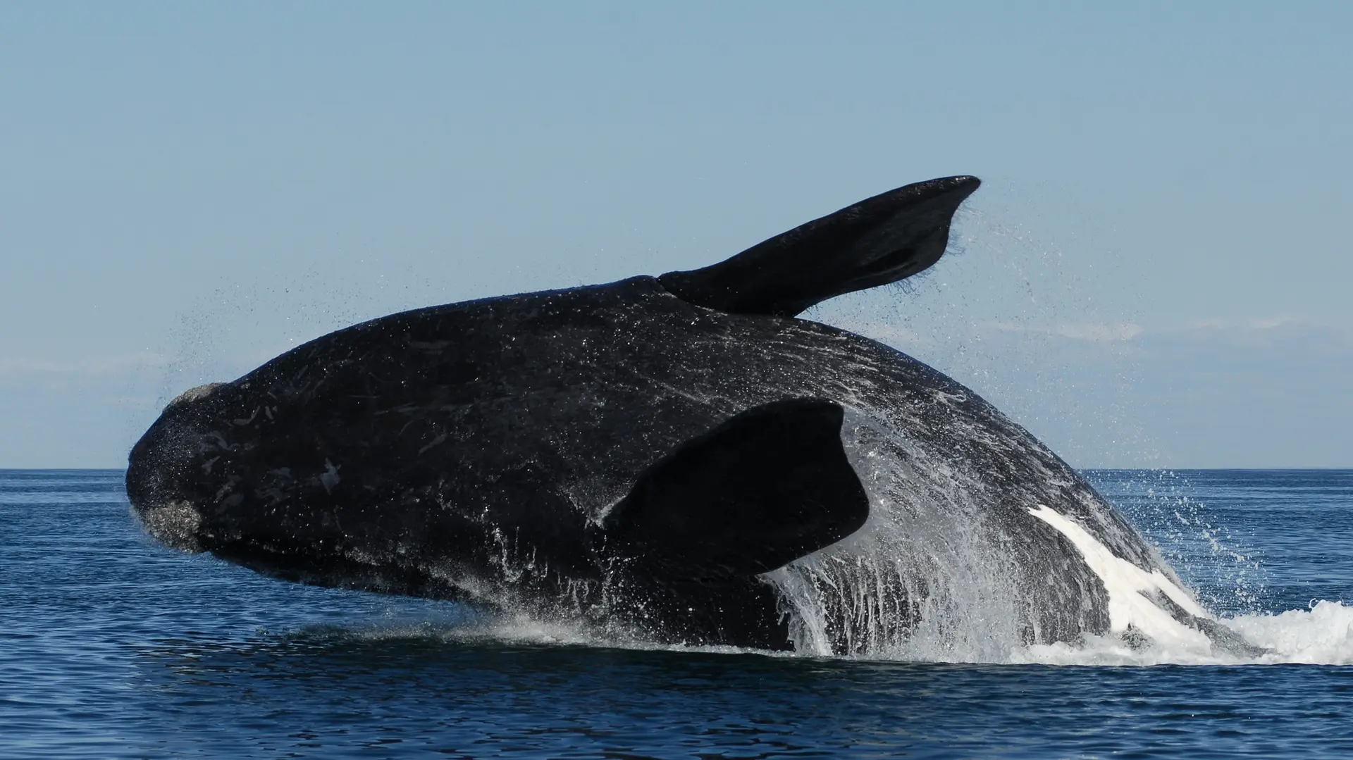 Podes ver las ballenas en la costa rionegrina, un espectáculo único