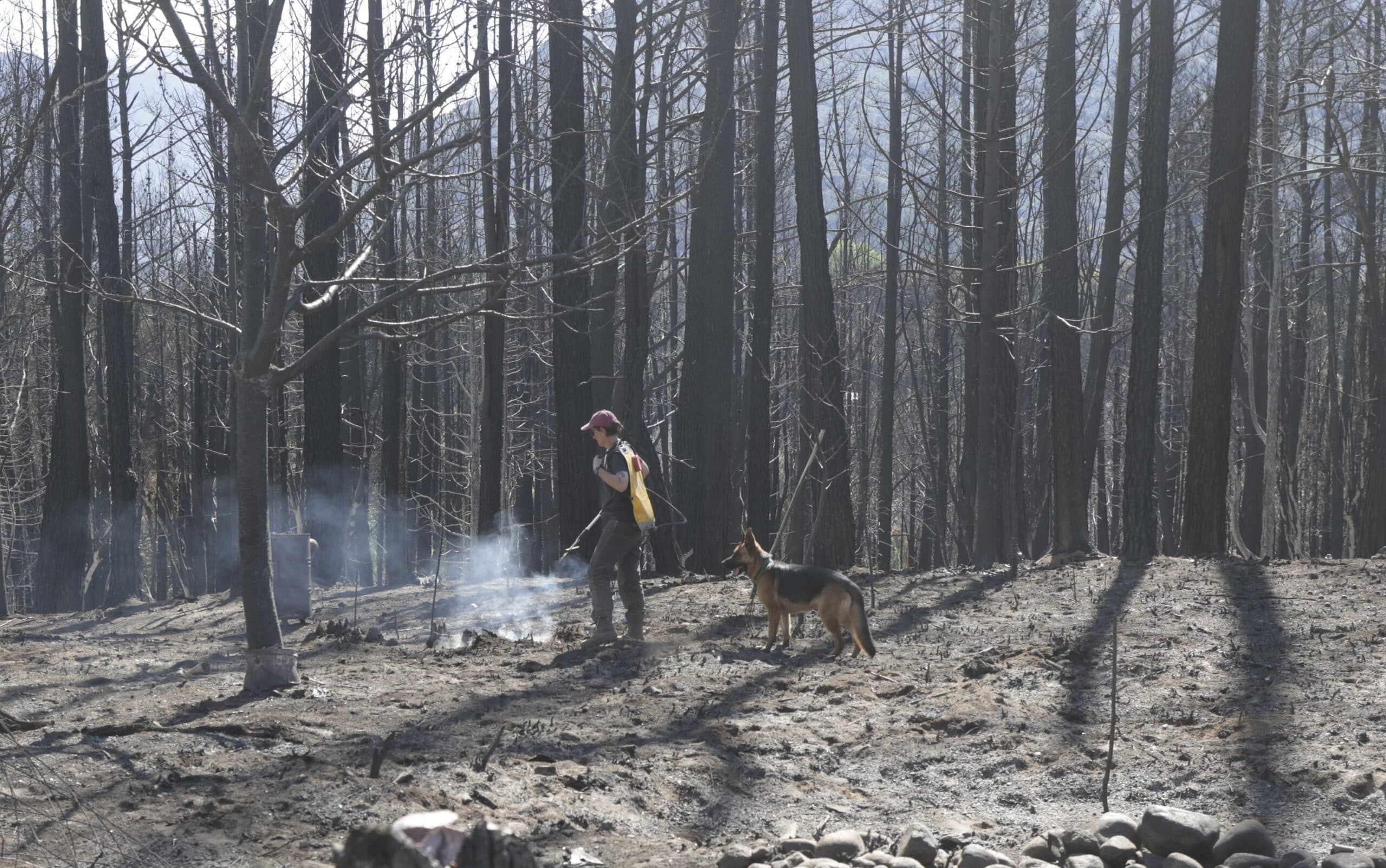 La guardia de ceniza es el trabajo clave de los bomberos para evitar reinicios del fuego en El Bolsón