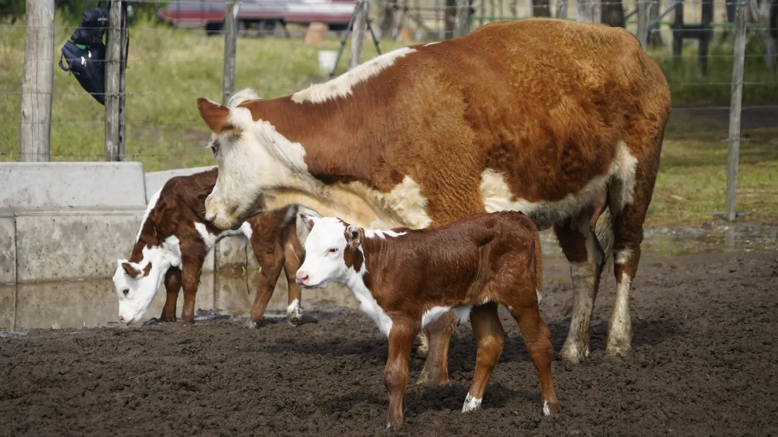 La provincia de Río Negro batió su récord de faena bovina y lidera la Patagonia