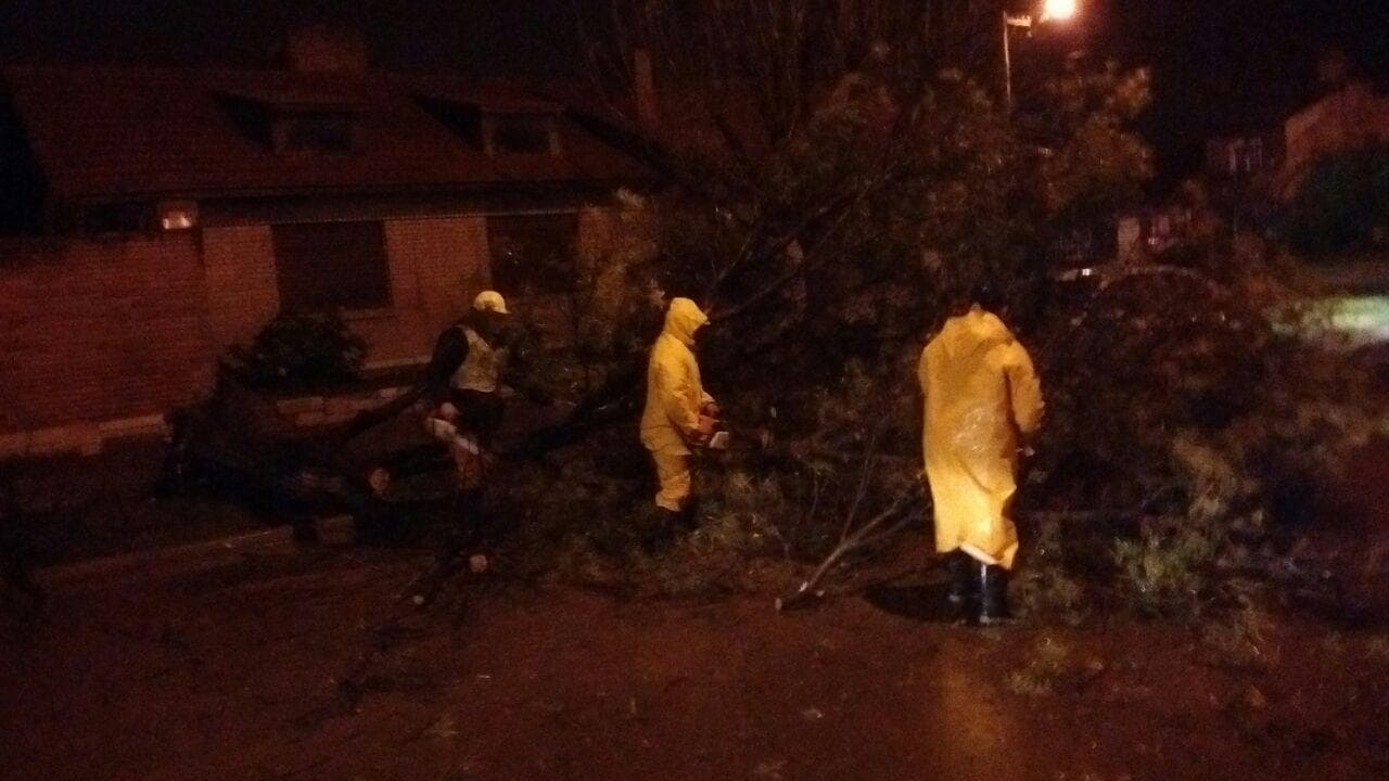 Se registraron varias caidas de árboles y voladuras de chapas, pero no hubo evacuados en Viedma