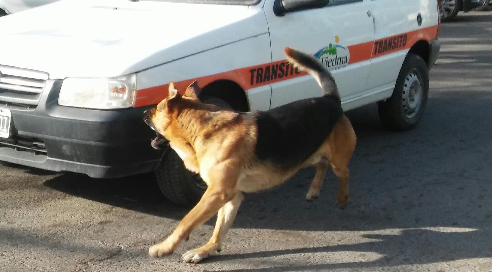 El abandono de perros provoca un gran malestar en los vecinos de Viedma