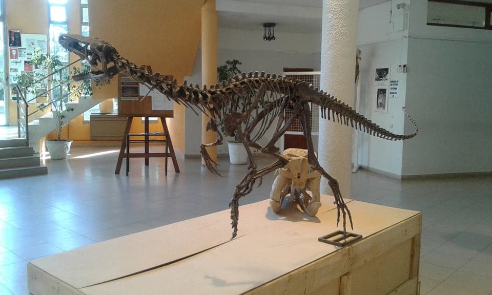 Hasta el 28 de julio se puede disfrutar de la muestra de fósiles “Dinosaurios y Otras Bestias Prehistóricas” en el Centro Cultural