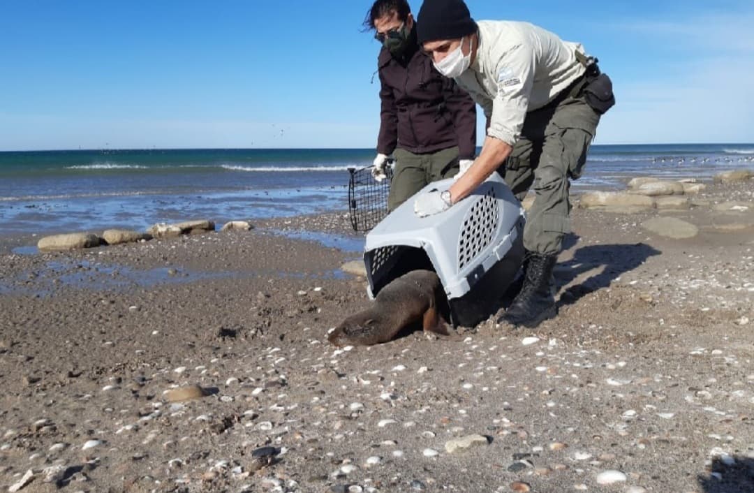 Aprobaron el proyecto de Ley de Agrupamiento de Agentes de Conservación