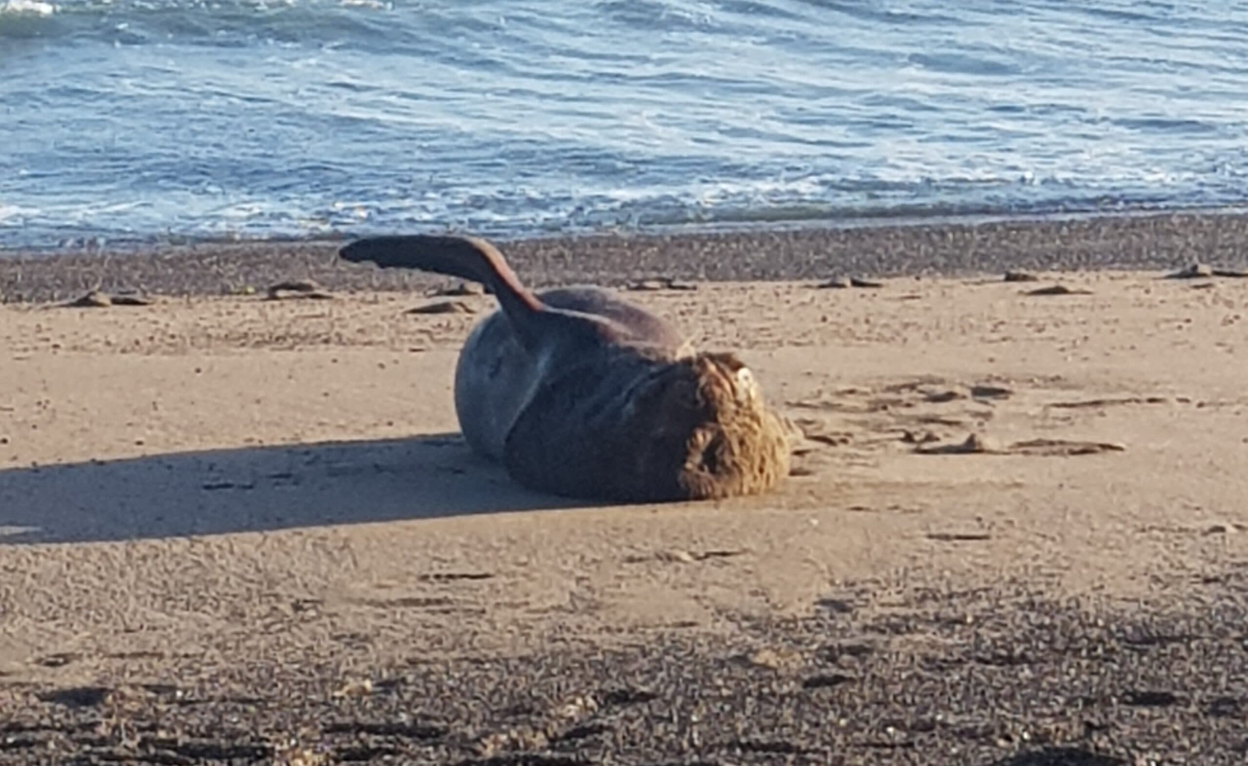 VIDEO: Un lobo marino salió a descansar frente a los veraneantes en La Loberia