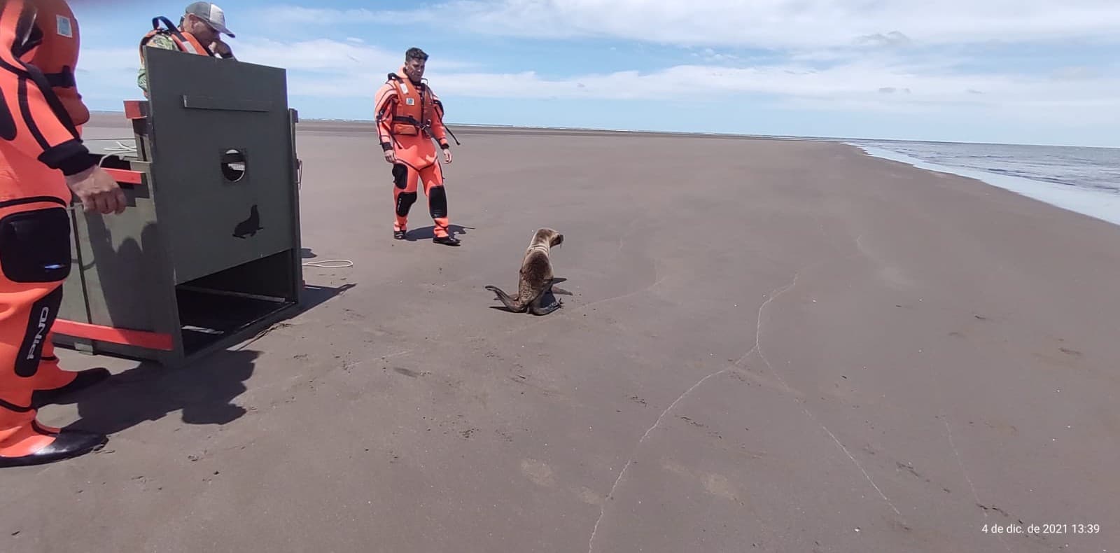 Liberaron un lobo marino rescatado en San Blas en malas condiciones