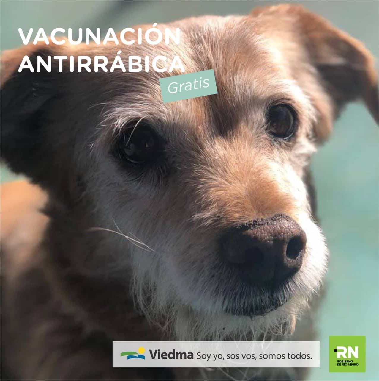 Comienza la campaña de vacunación antirrábica gratuita para perros y gatos