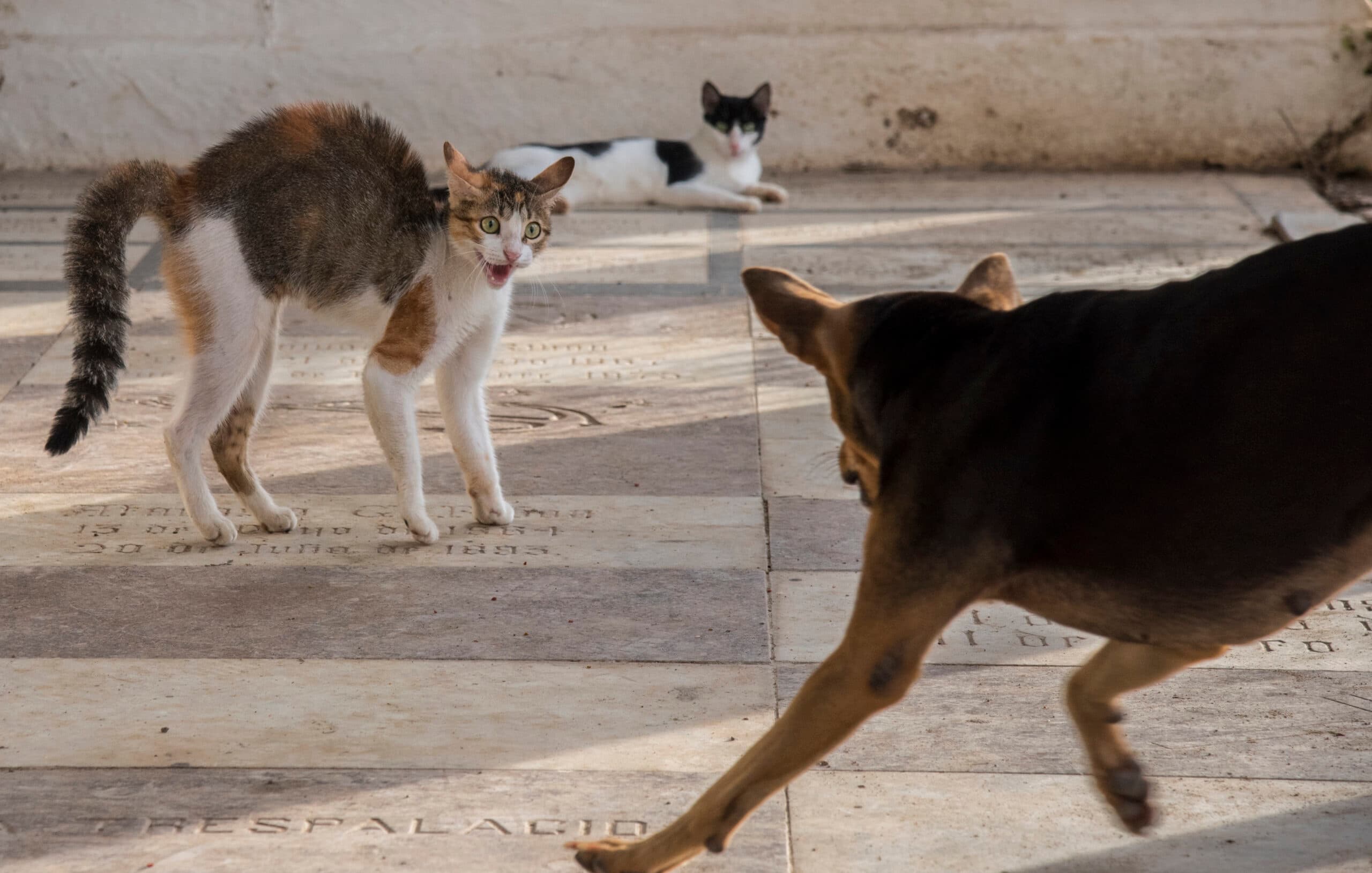 Su perro casi mata el gato del vecino y ahora deberá pagarle más de 700 mil pesos en cuotas