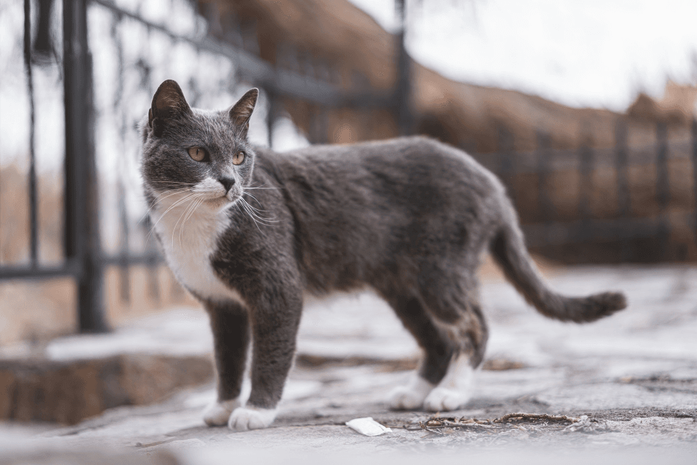 Beneficio de la duda para dos perros vecinos de un gato que murió producto de mordeduras