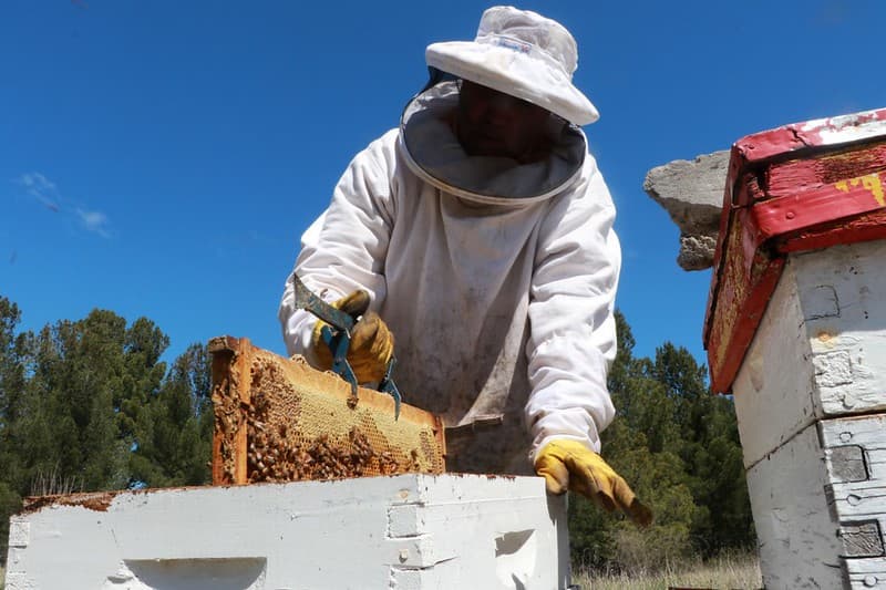 Apicultores deberán poseer certificado de Guía de Traslados de Colmenas para transitar en Río Negro