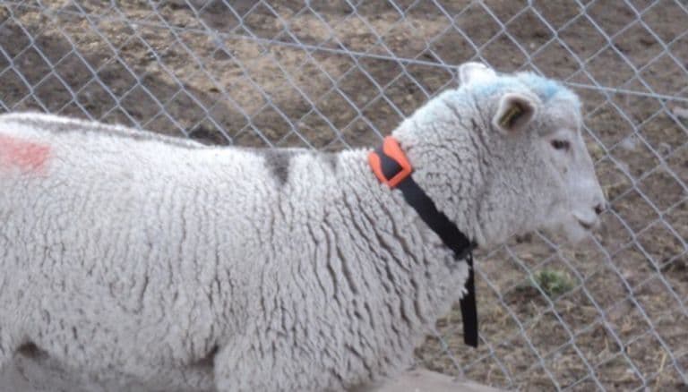 Un «alambrado virtual» podría evitar el sobrepastoreo en La Patagonia