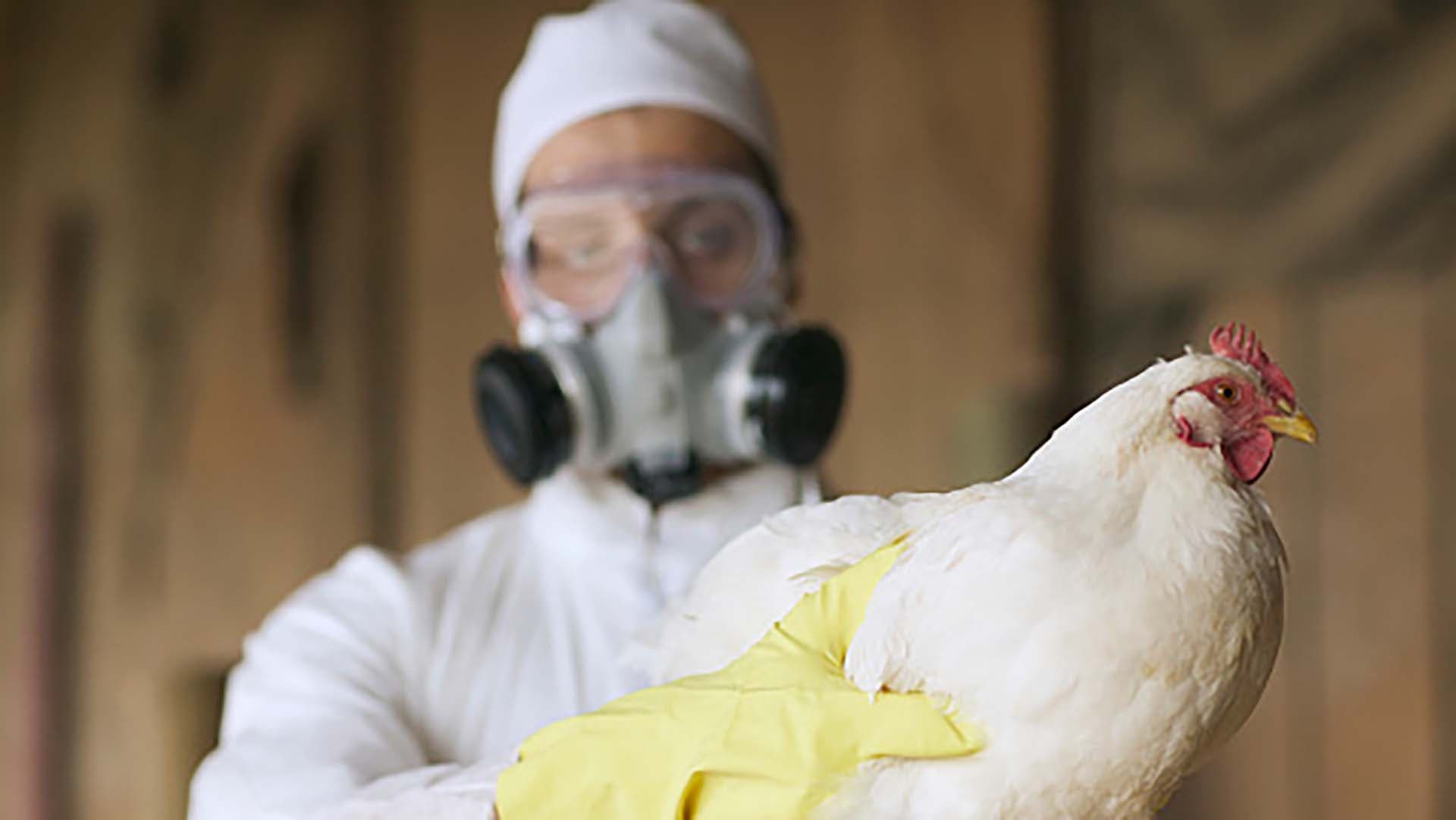 Se pagará a los productores 2.500 pesos por cada ave sacrifica por gripe aviar