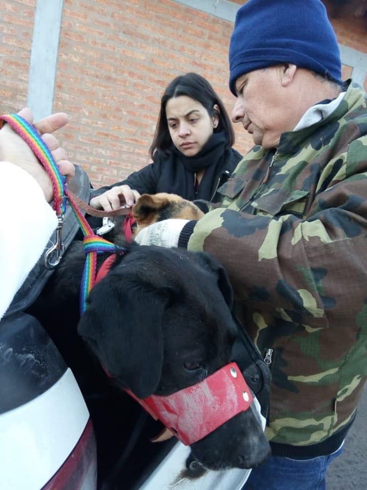 Mas de 10 perros callejeros castrados durante la campaña lanzada por la Municipalidad de Viedma