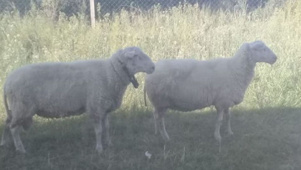 Un perro mató varias ovejas en un campo cercano a Viedma y el dueño fue condenado a pagar los daños
