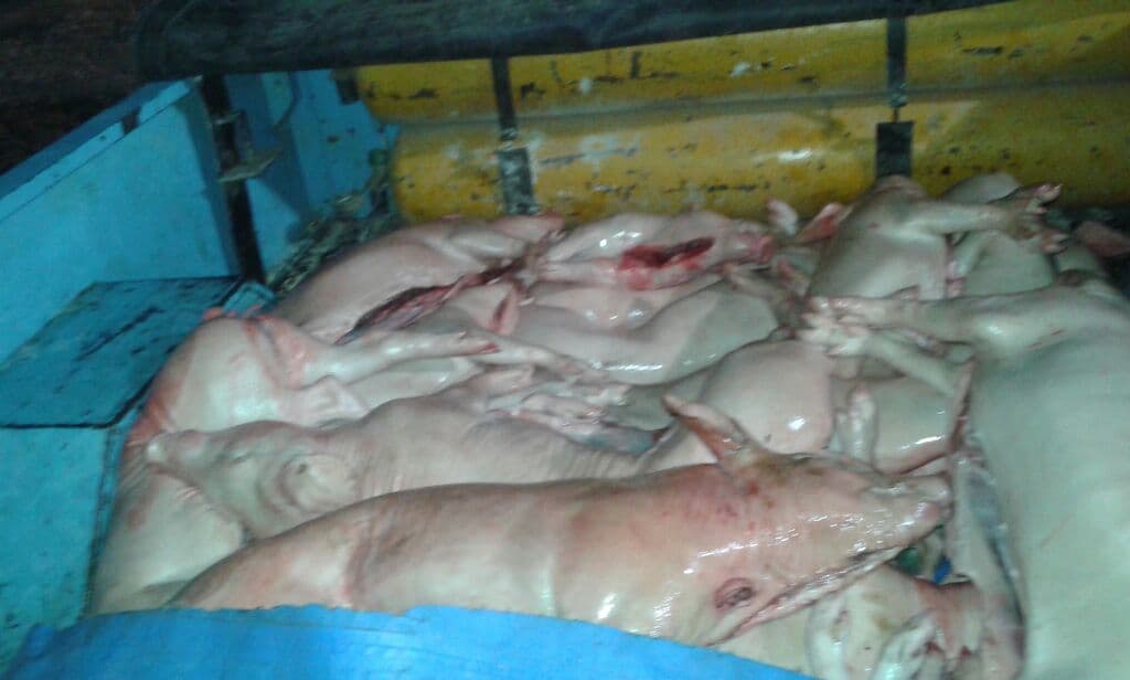 Secuestraron 20 lechones faenados a bordo de una camioneta luego de que el conductor intentara evitar el control policial en Viedma