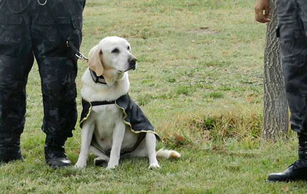 La conocida can Canela fue distinguida y despedida de la Policía de Río Negro