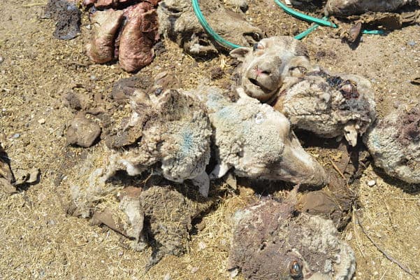 Allanaron zonas rurales donde habían animales que fueron robados y luego carneados