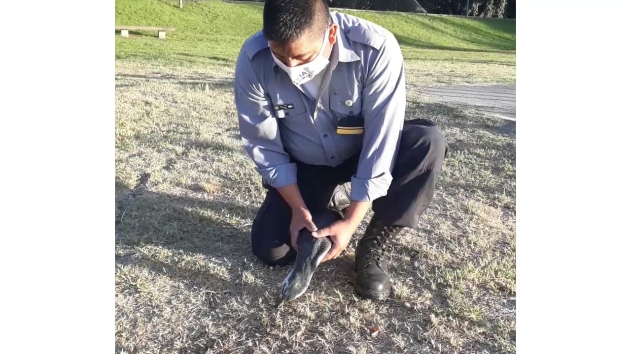 Apareció un pingüino en la costanera de Viedma