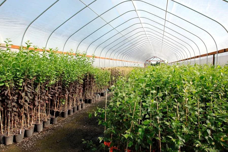 Un empresa le compró a un vivero más de un millón y medio de pesos en plantas pero sólo le pagó unos 300 mil pesos
