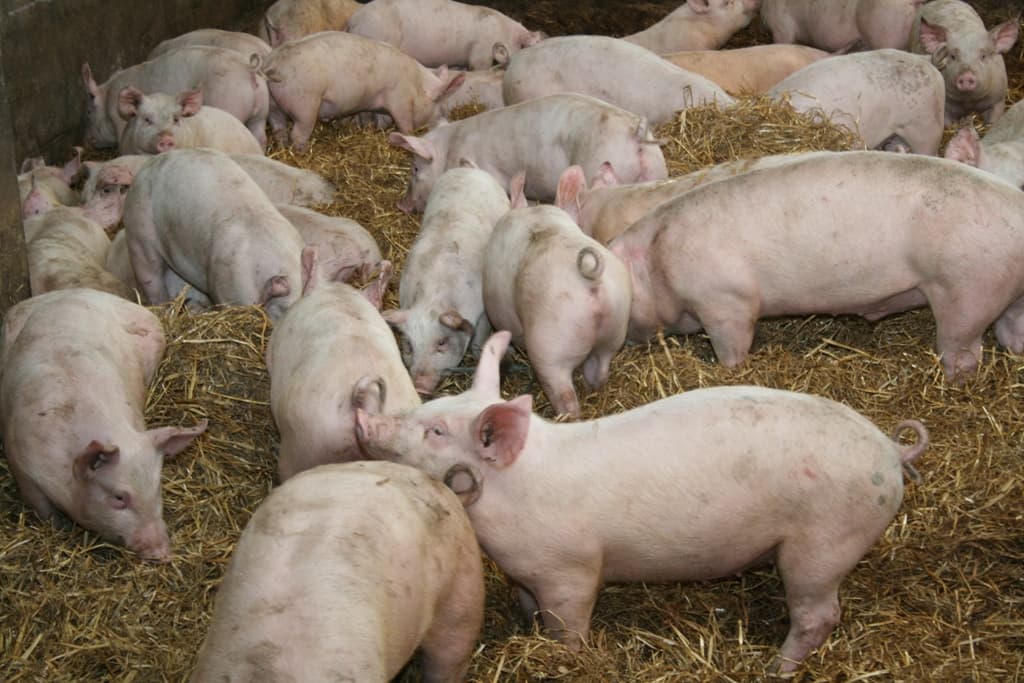 Se acudiría a la justicia contra el SENASA por permitir el ingreso de carne de cerdo desde el norte del río Colorado