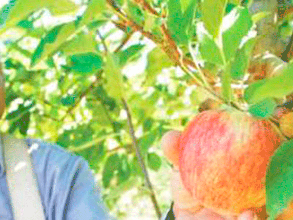 «El Libro Blanco de la Fruticultura no es un capricho del Gobierno»