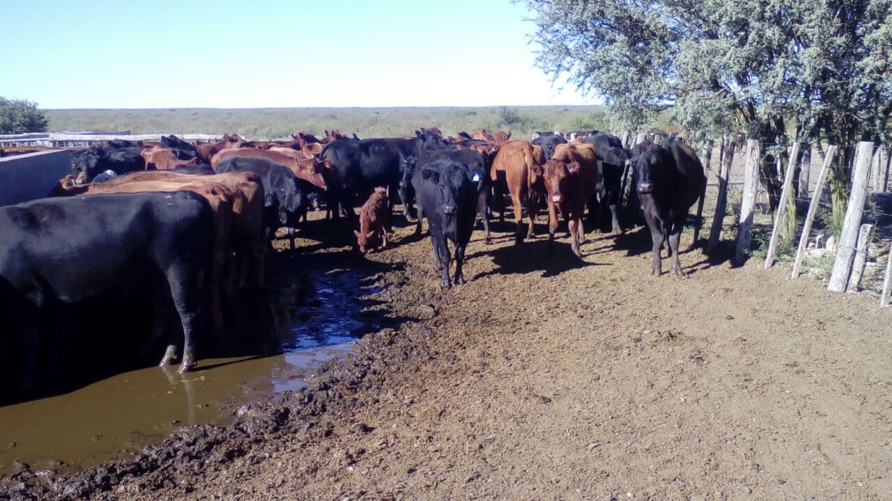 Robaron 87 vacunos en la Pampa y la policía encontró lo animales en un campo cerca de Conesa