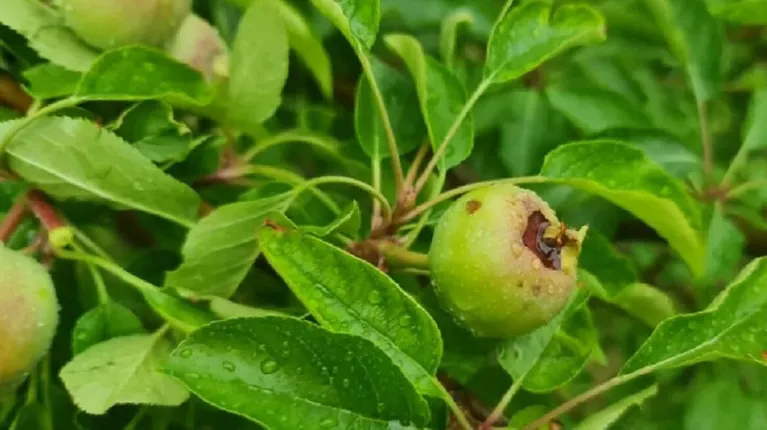 Asistencia y financiación para productores afectados por las heladas y el granizo