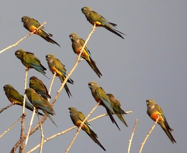 Comienzan las excursiones gratuitas de avistaje de aves en El Cóndor