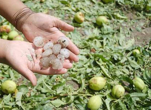 Aseguradora deberá pagar daños del granizo más una multa por el “desprecio” a su clienta