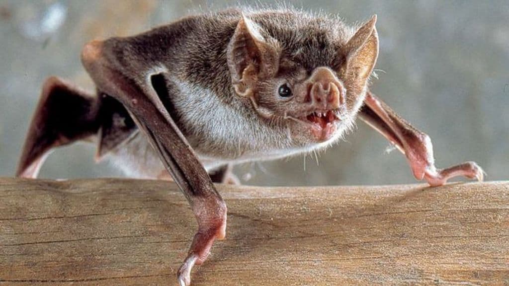 Apareció un murciélago con rabia en Viedma y Salud Ambiental vacunará a perros y gatos