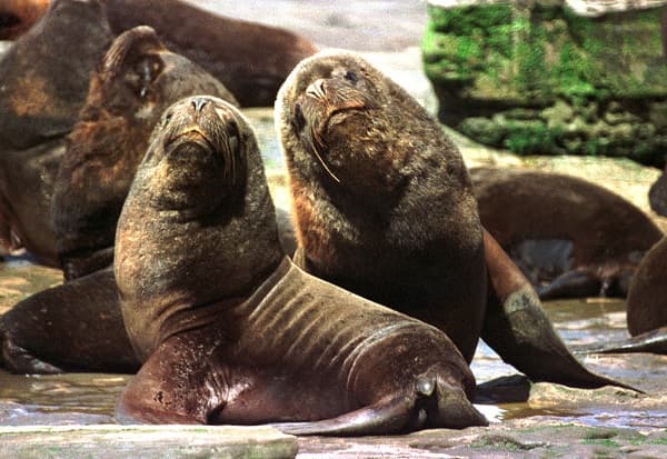 La secretaría de Ambiente pide tomar precauciones ante casos de influenza aviar en Lobos en Playas de Viedma