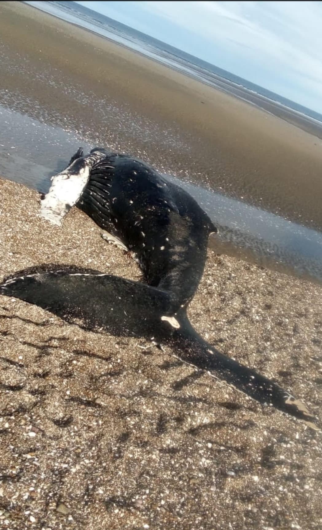 Una ballena muerta en la playa de Las Conchillas de SAE