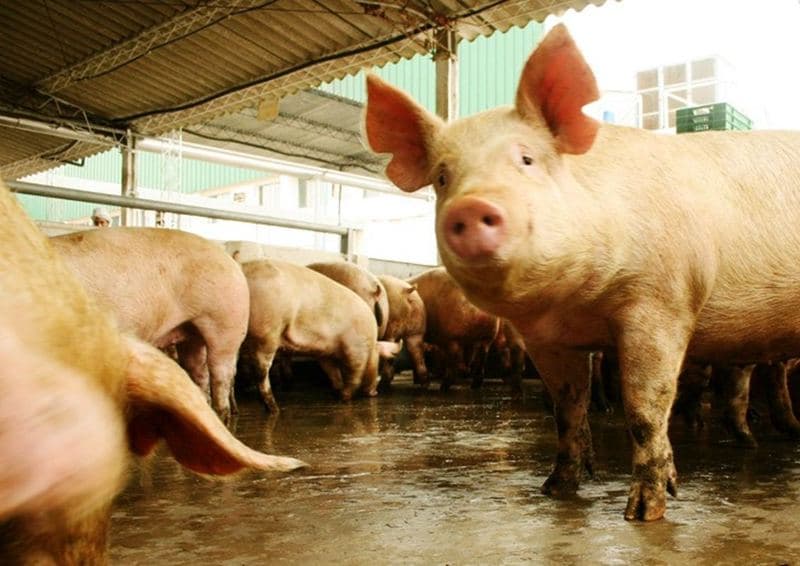 Ante la aparición de casos de triquinosis en Roca, Salud reitera medidas de prevención